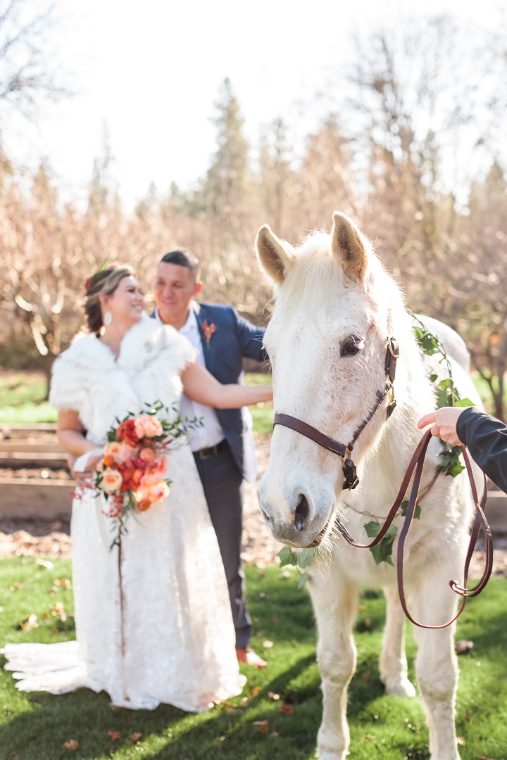 Wedding Horse Photo